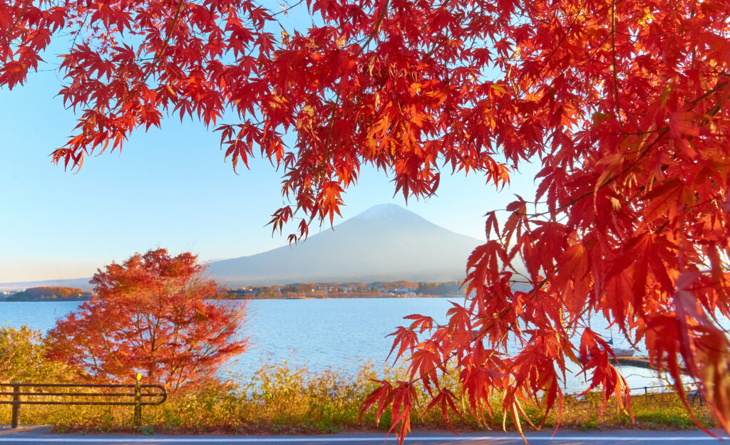 fall vacation ideas, momiji gari japan